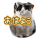 853334594