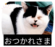 853334596