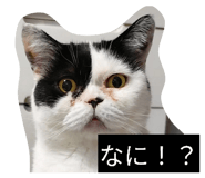 853334597