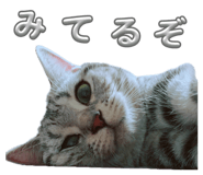 853334939