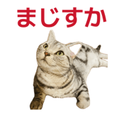 853334943