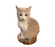 853335811