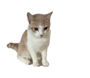 853335812