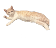 853335813