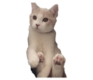 853335814