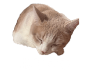 853335816