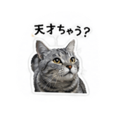 853336635