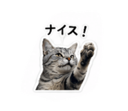 853336636