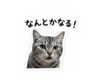 853336643