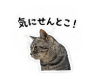853336644