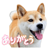853337777