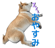 853337780