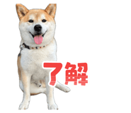 853337781