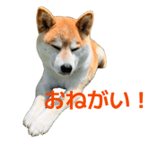 853337784