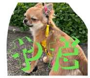 853338100