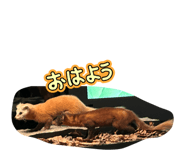 853338428