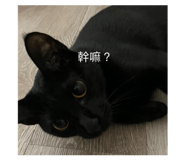 853343658