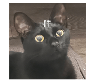 853343661