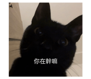 853343664