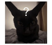 853343668