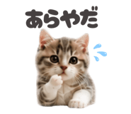 853355331