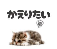 853355334