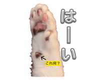 853355466