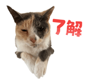 853356293