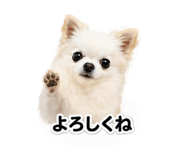 853356518