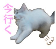 853357261