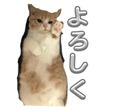 853366300