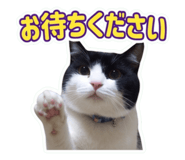 853366649