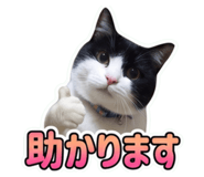 853366654