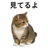 853368428
