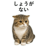 853368429