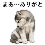 853368462