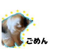 853368731