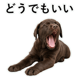 853368784