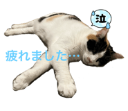 853370129