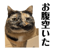 853374322