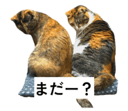853374338