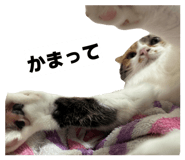 853374339