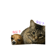 853375543