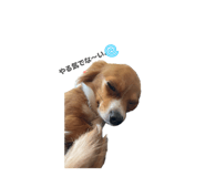 853375548