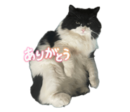 853376153