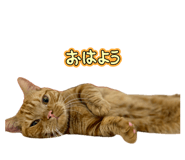 853378305