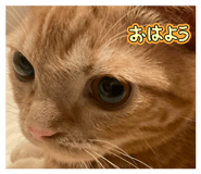 853378310