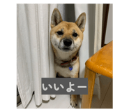 853379951