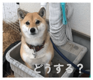 853379972