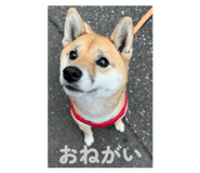 853379981
